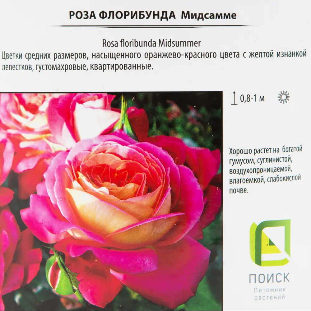 Роза флорибунда «Мидсаммэ» 18.5x30 см 82585280 STLM-2184416 Santreyd  - Вид №1