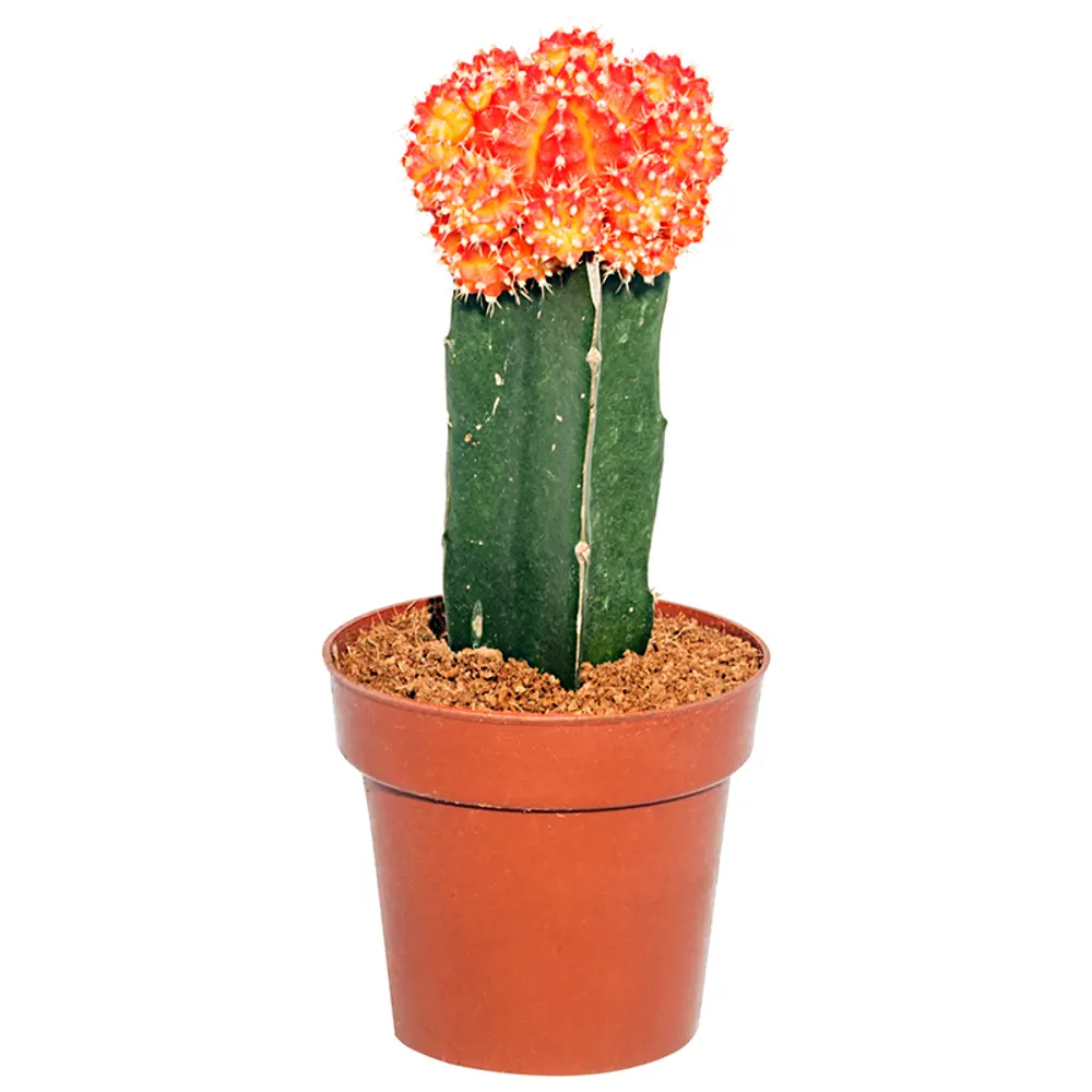 Santreyd Гимнокалициум Япония микс - живая скульптура с цветочной короной 86720752 STLM-0070959 - Вид №1