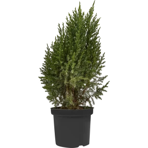 Можжевельник китайский Стрикта ø15 h65 см 84834041 STLM-2142718