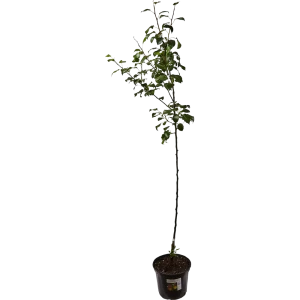 Груша «Белорусская поздняя» 25x120 см 82585406 STLM-2184800