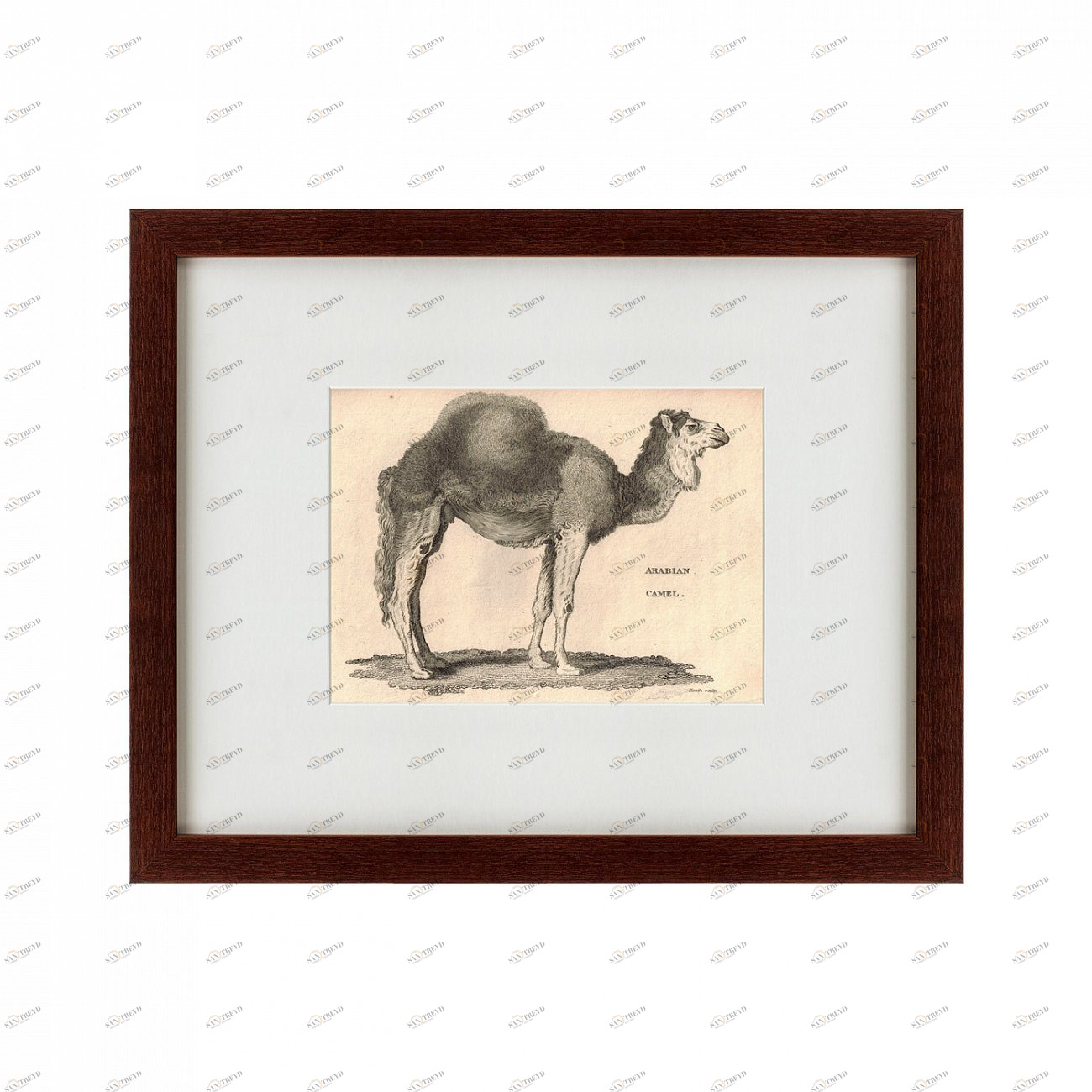Литография на тонированной бумаге 42х52 см Arabian Camel, 1809 КАРТИНЫ В КВАРТИРУ  135666 Бежевый;белый;коричневый;разноцветный 