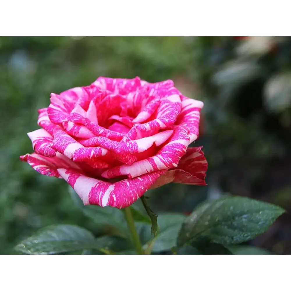 Роза чайно-гибридная Пинк Интуишн ø15 h30 см 85589143 STLM-2182428 Santreyd 