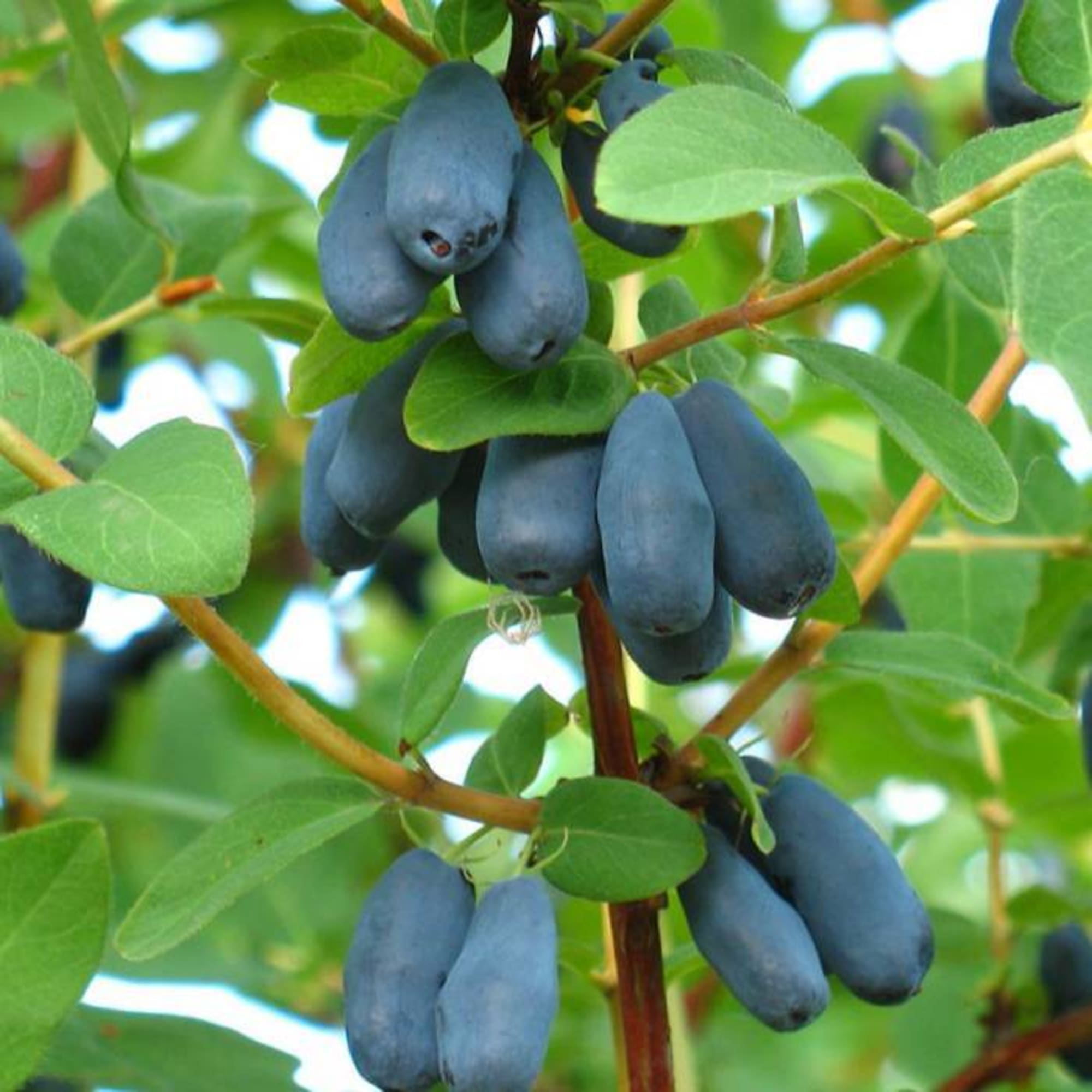 82597080 Жимолость плодовая «Мальвина» C3 высота 50 см Santreyd 