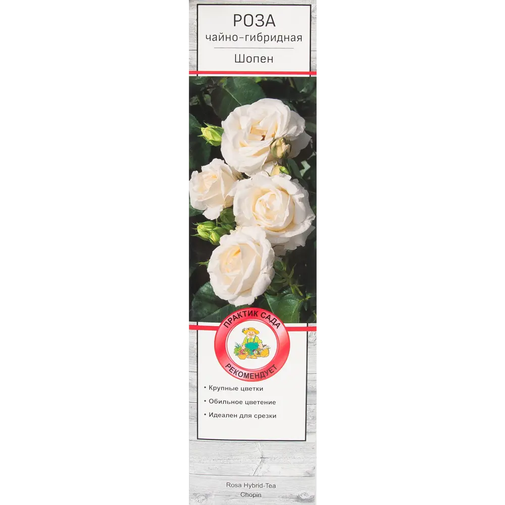 Роза чайно-гибридная Шопен в тубе Поиск Инвест 18348216 STLM-2186569 Santreyd 