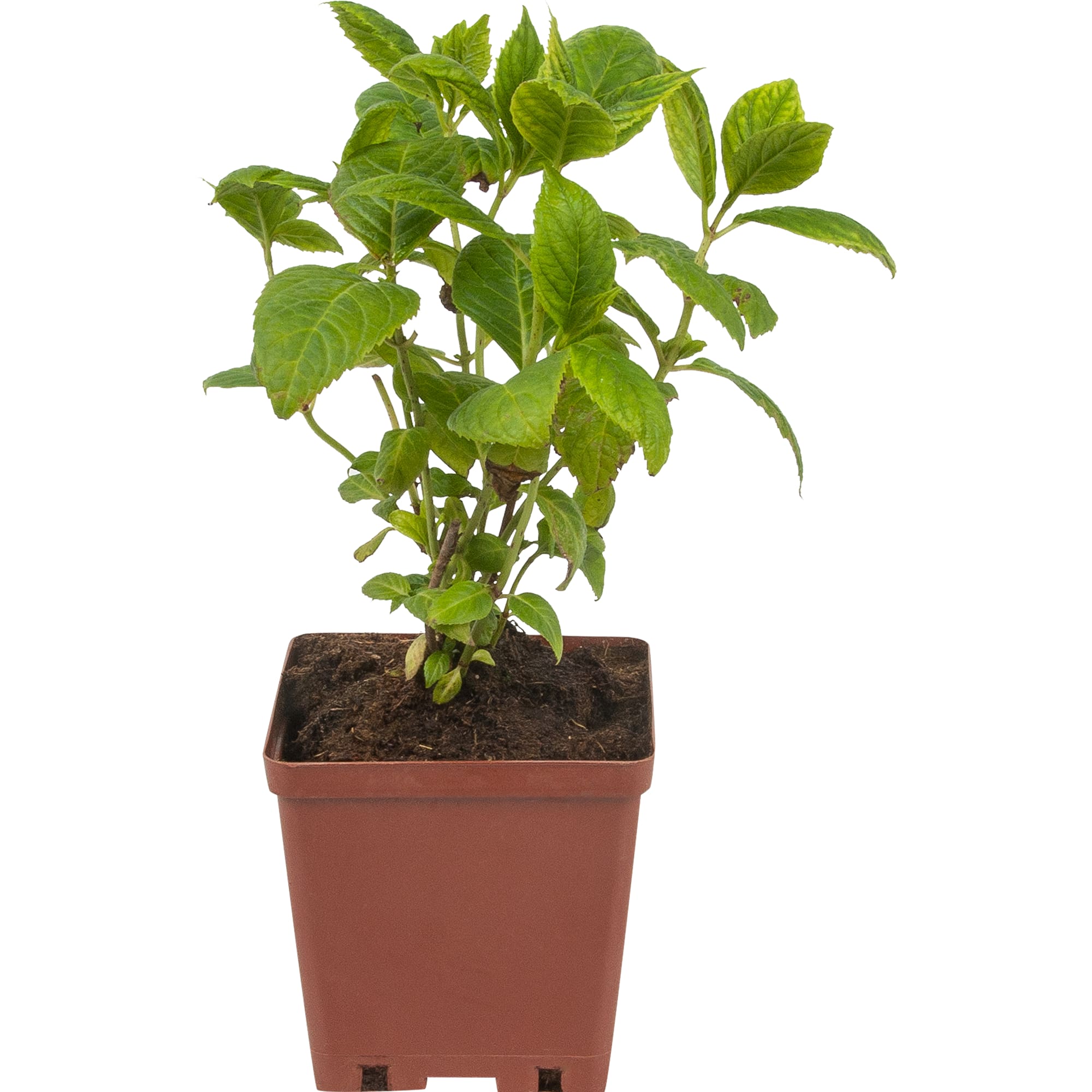 82594843 Гортензия крупнолистная 15x20 см Santreyd 