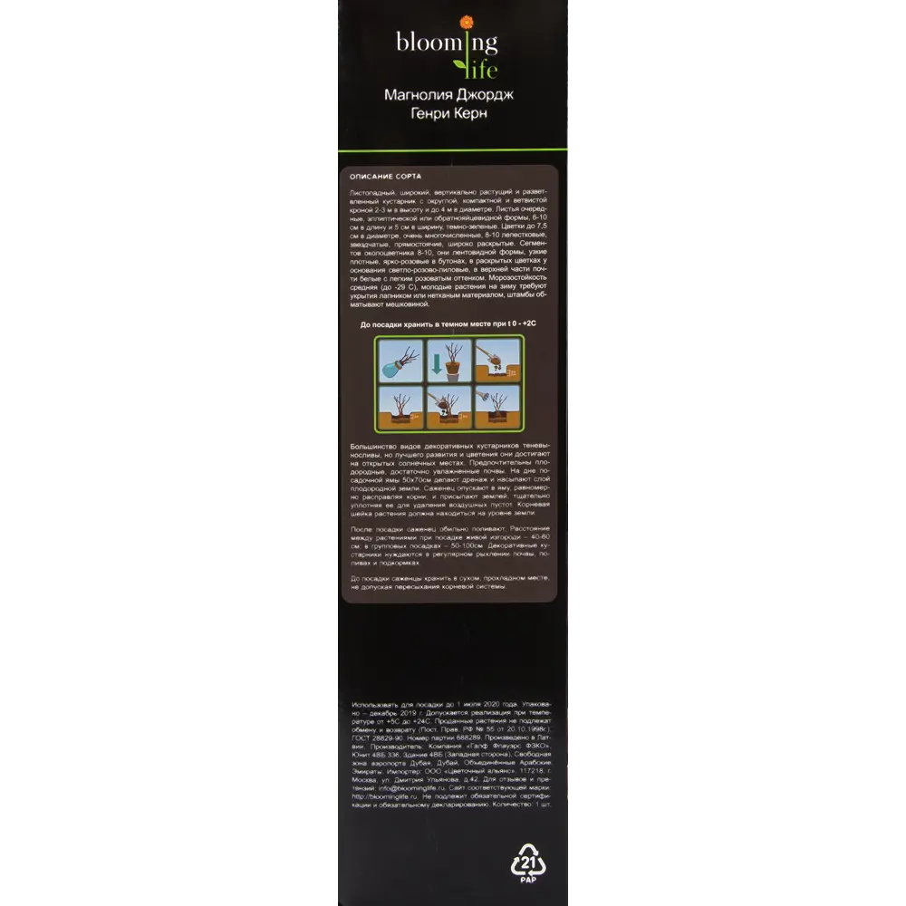 Магнолия Джордж Генри Керн в тубе 82539526 STLM-2138208 BLOOMING LIFE  - Вид №2