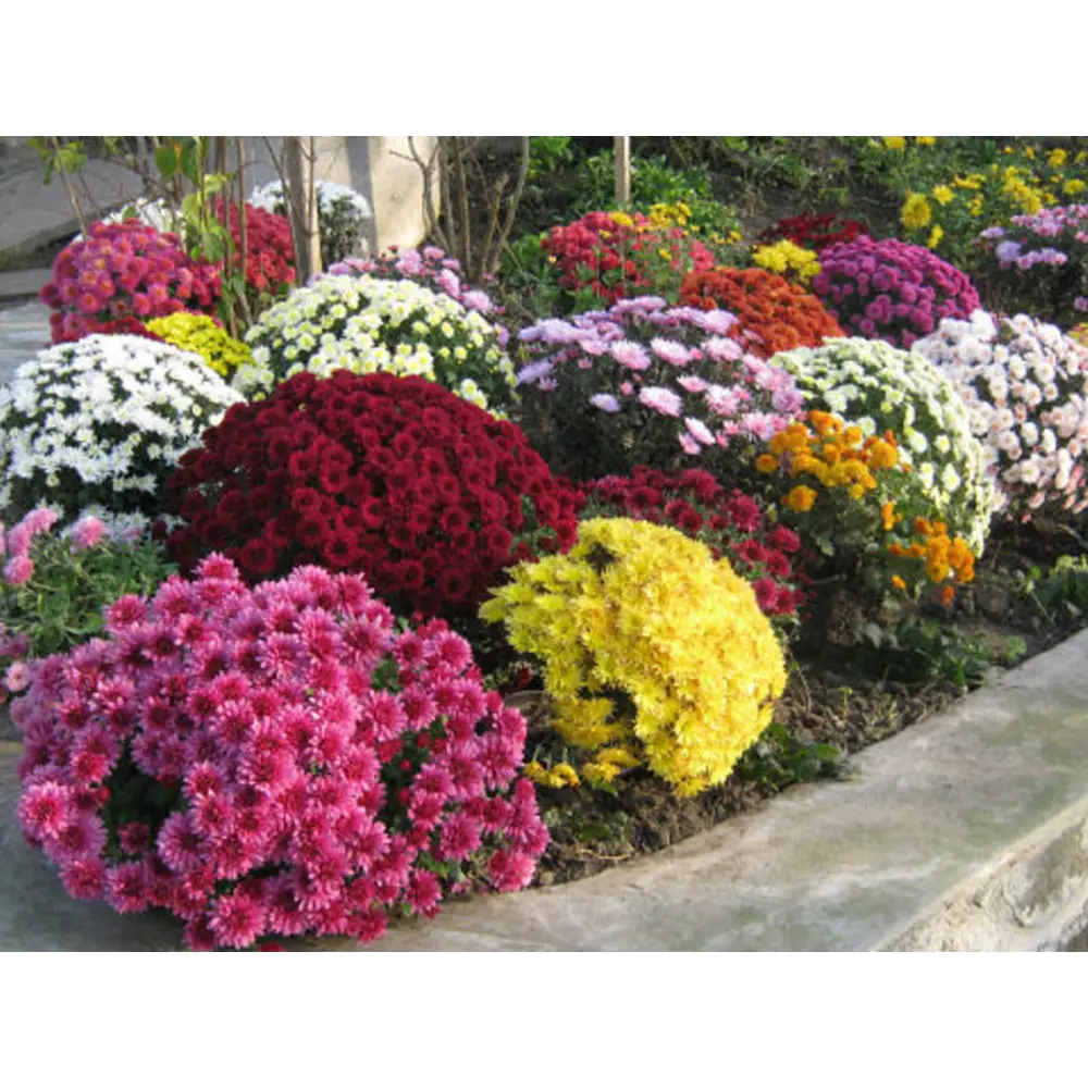 Хризантема микс разноцветная для сада ø22 см 89432543 Santreyd STLM-1581011