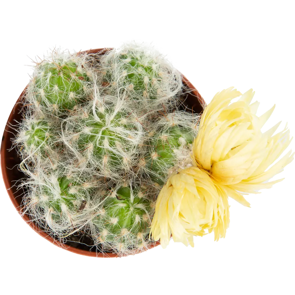 Santreyd Кактус микс с сухоцветом - живой декор для интерьера 85062776 STLM-0058110 - Вид №1