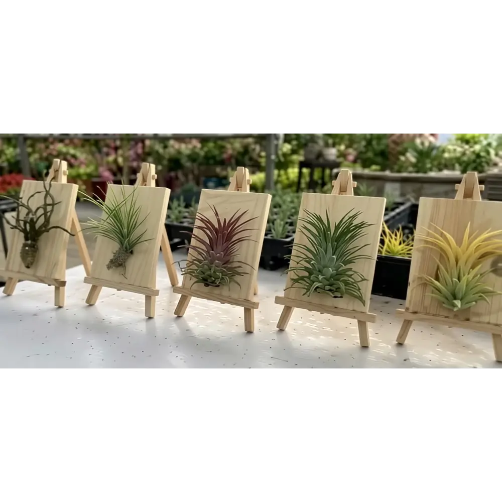 Тилландсия микс ø5 h5 см Santreyd STLM-2079105