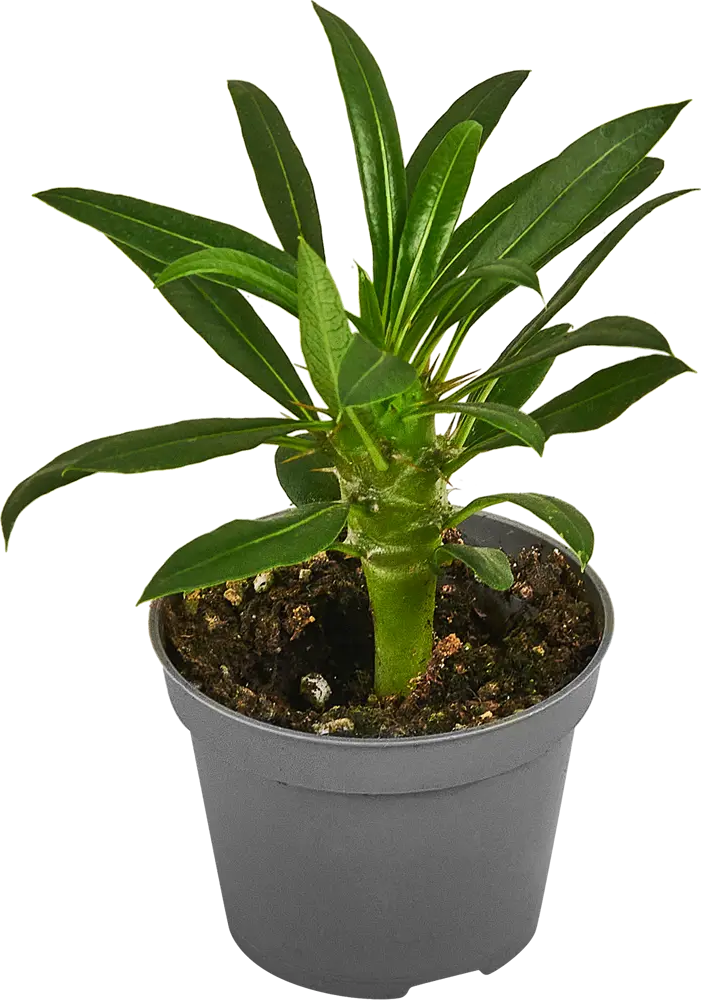 Santreyd Пахиподиум Ламери — экзотический суккулент с эффектным стеблем 87819713