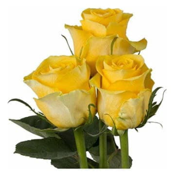 Роза Брайтон 80 см Santreyd 25697