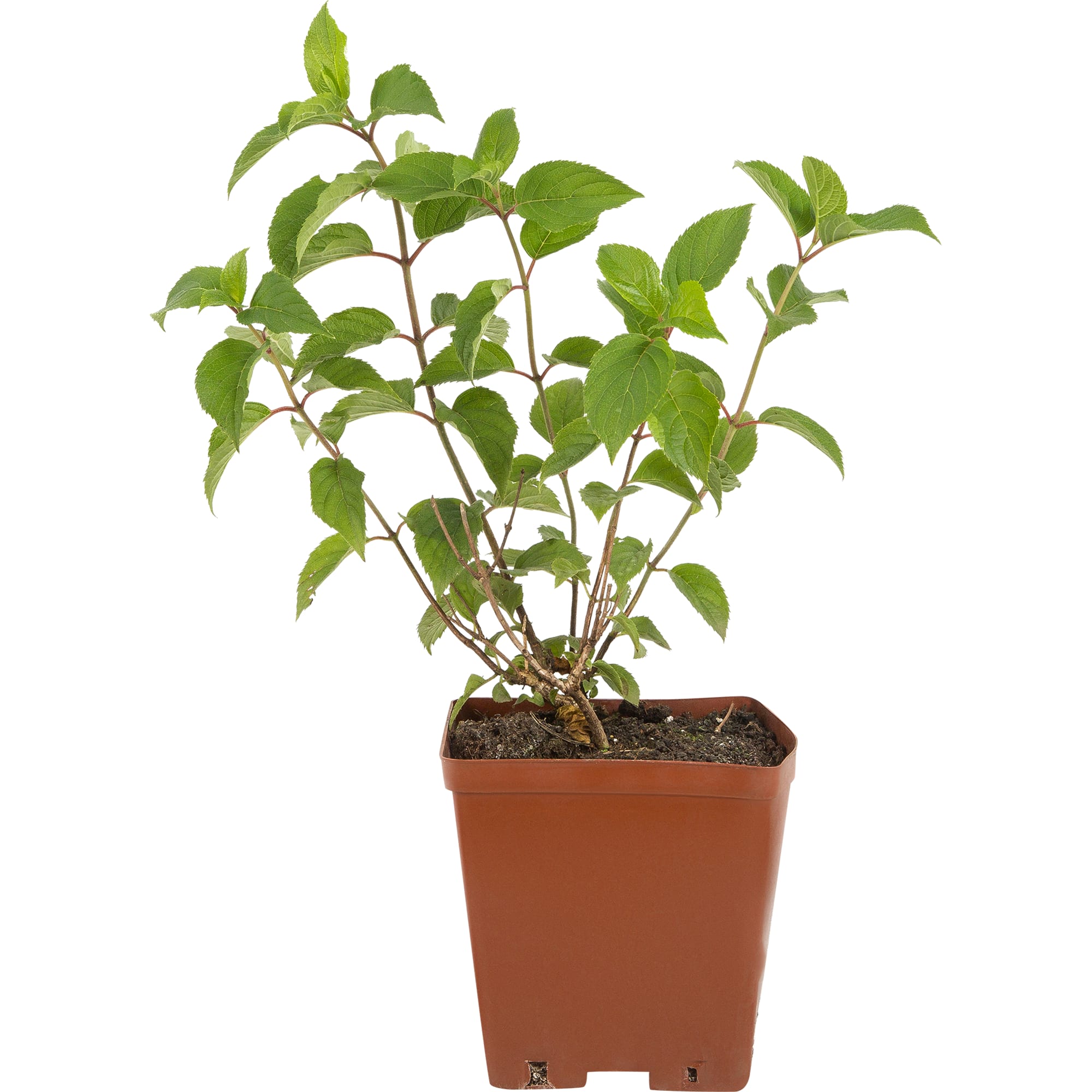 82594837 Гортензия метельчатая «Пинки Винки» 15x20 см Santreyd 