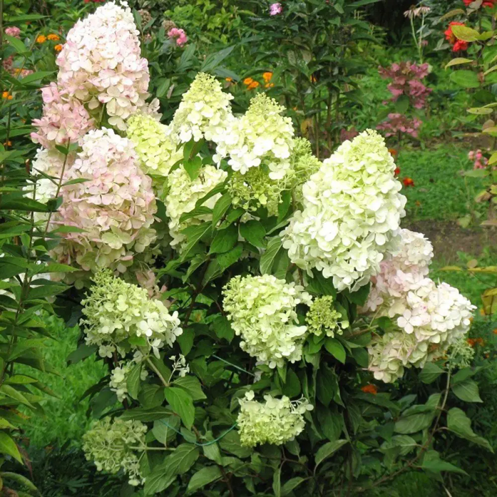 Гортензия метельчатая Бомбшелл ø19 h30 см 89432299 STLM-2195135 PLANTMARKET 