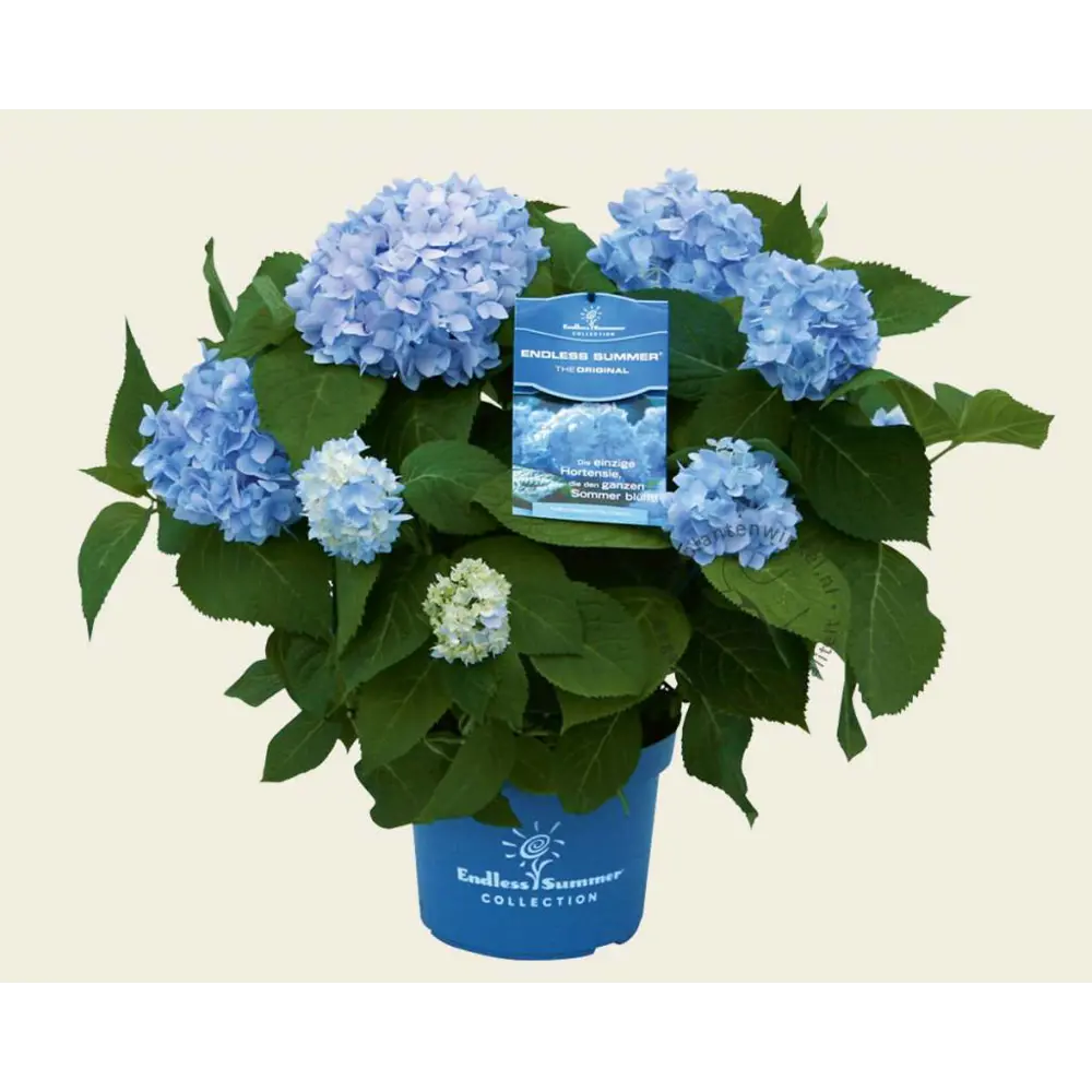 Гортензия Макрофилла декоративный кустарник ø23 h45 см 89433605 Santreyd STLM-1584629