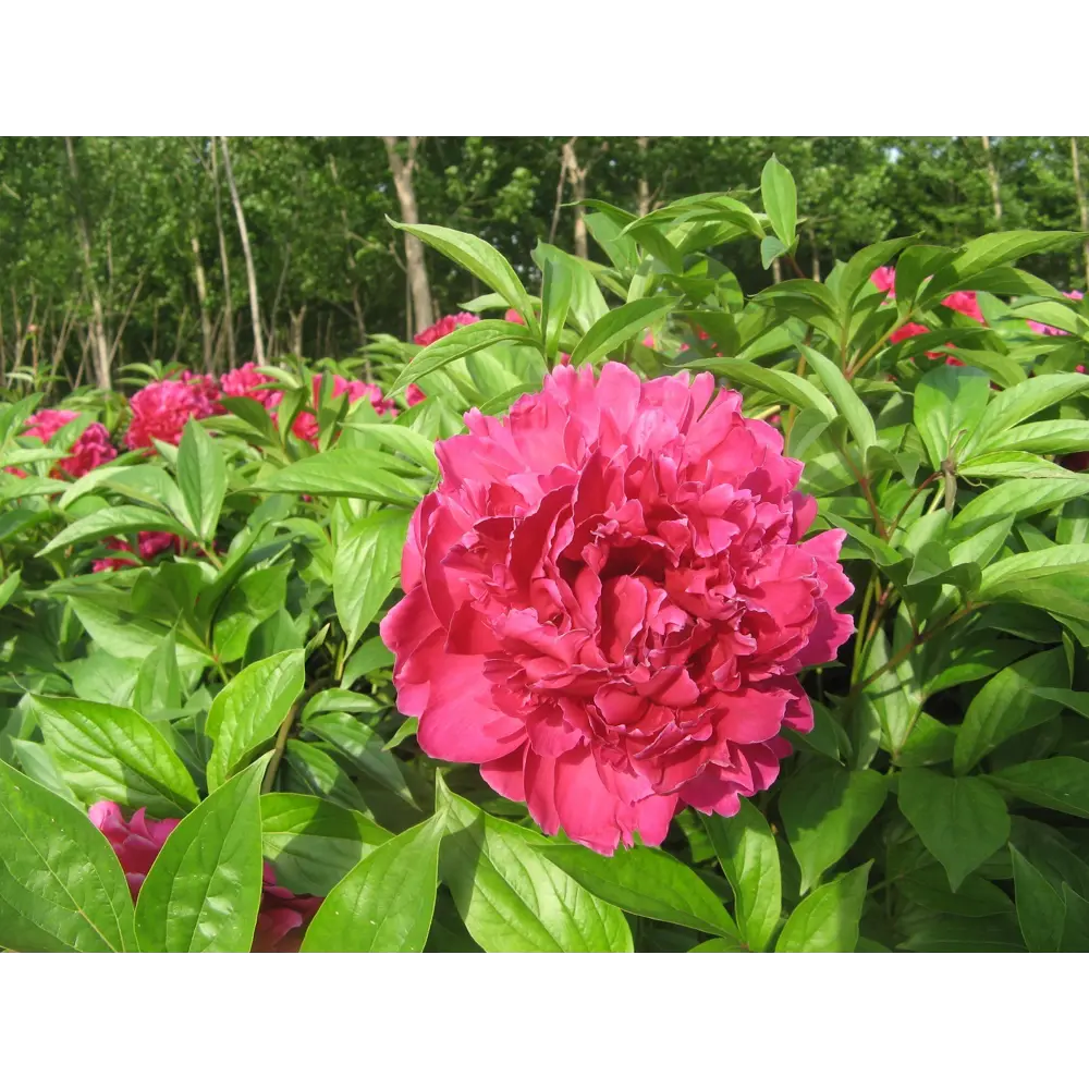 Пион травянистый Пурпурный феникс в тубе 82539507 STLM-2050794 BLOOMING LIFE  - Вид №3