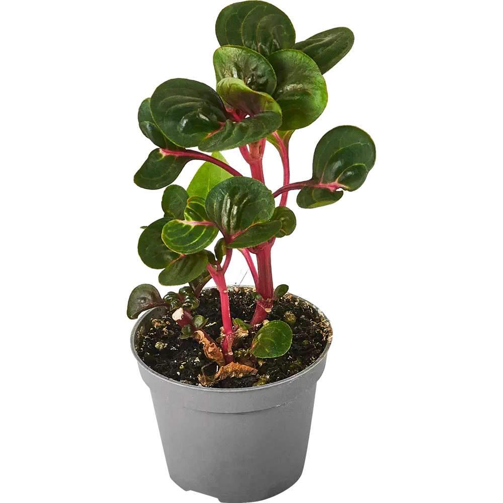 Santreyd Ирезине Хербсти — декоративное растение с бордово-розовой листвой 87819672 STLM-0075875