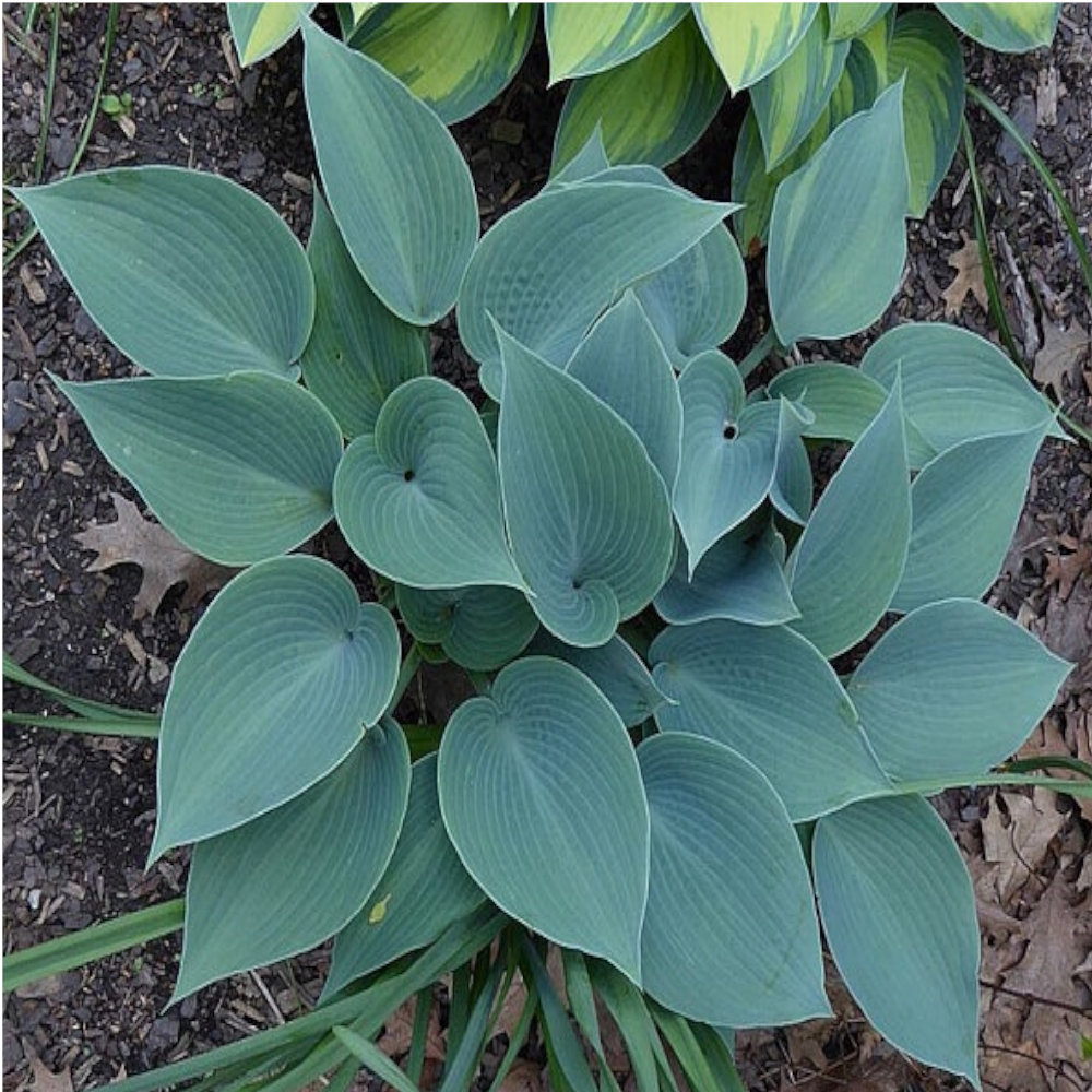 Хоста Буллет Пруф - декоративный многолетник для сада 87691030 Santreyd STLM-0075019