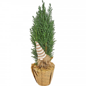 82769609 Кипарисовик в джуте с игрушкой 13x50-55 см 3 цвета