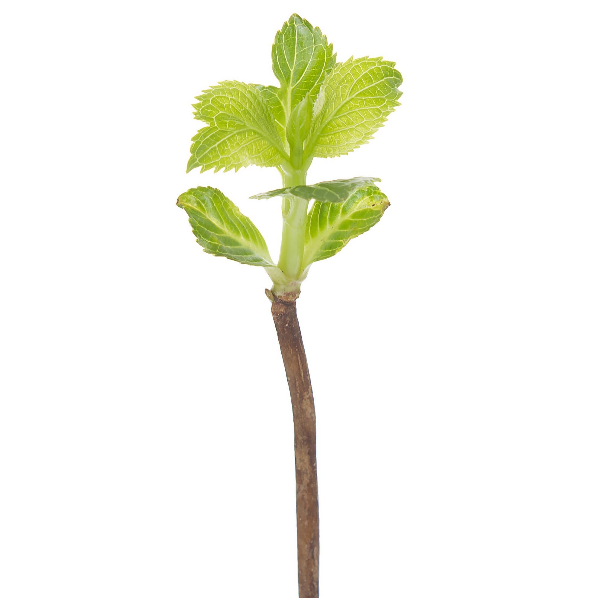 81948497 Гортензия мелкопильчатая «Блю Берд» (в тубе) Santreyd  - Вид №3