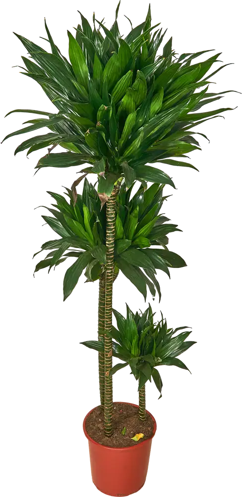 Santreyd Драцена Фрагранс Росток — вечнозеленая пальма для интерьера 84586886