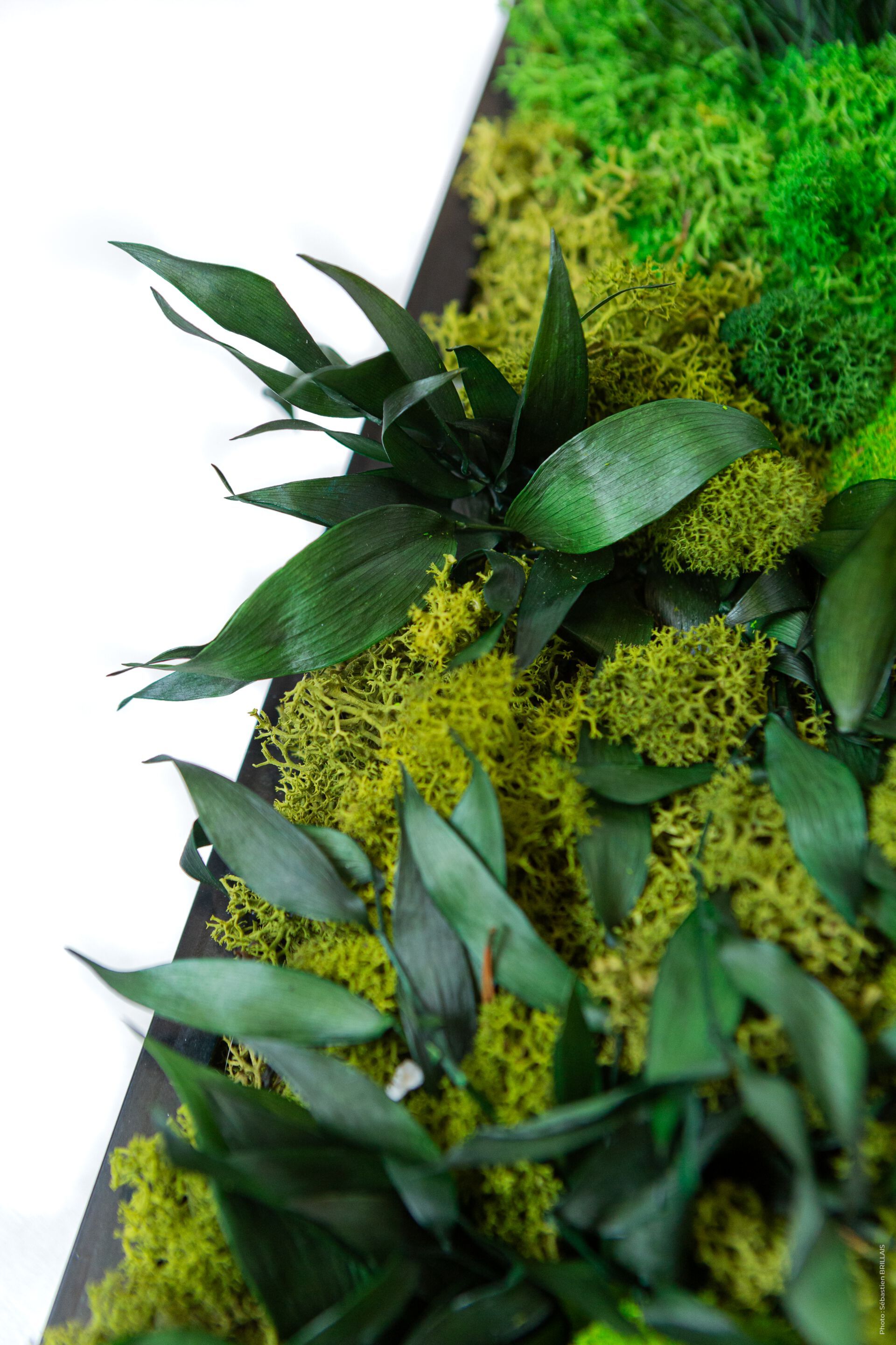 Растительная картина в лишайниках Tecsound PureKustik ARCH-00093539 - Вид №14