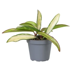 Santreyd Хойя Ваетти триколор - комнатное растение с разноцветными листьями 89375044