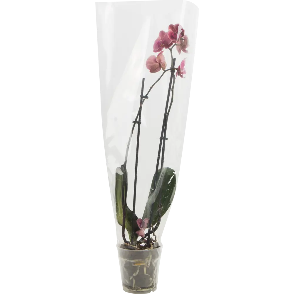 Фаленопсис Оранжевый микс 2 ствола 12x60 см 82619826 STLM-2146476 OZ  - Вид №2