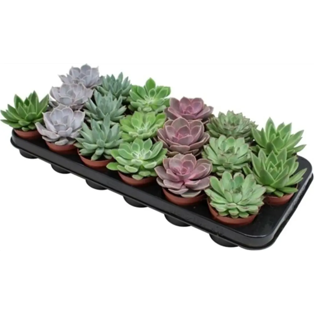 Эхеверия микс Santreyd — суккулент для стильного интерьера 82877378 STLM-1340911 - Вид №2