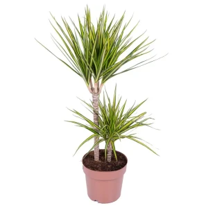 Драцена Санрей от Santreyd — изящное растение с двумя стволами для вашего интерьера 89354579