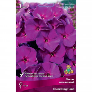 83600088 Флокс метельчатый Юник Олд Пёпл для патио луковица I