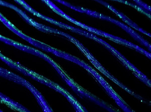 Яркая ткань