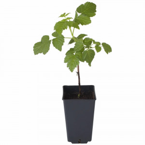 83248557 Малина ø17 h80 см