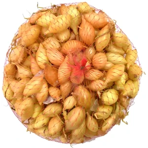 Лук-севок озимый Сеншуй Елоу Глоб луковицы 15 мм 0.45 кг