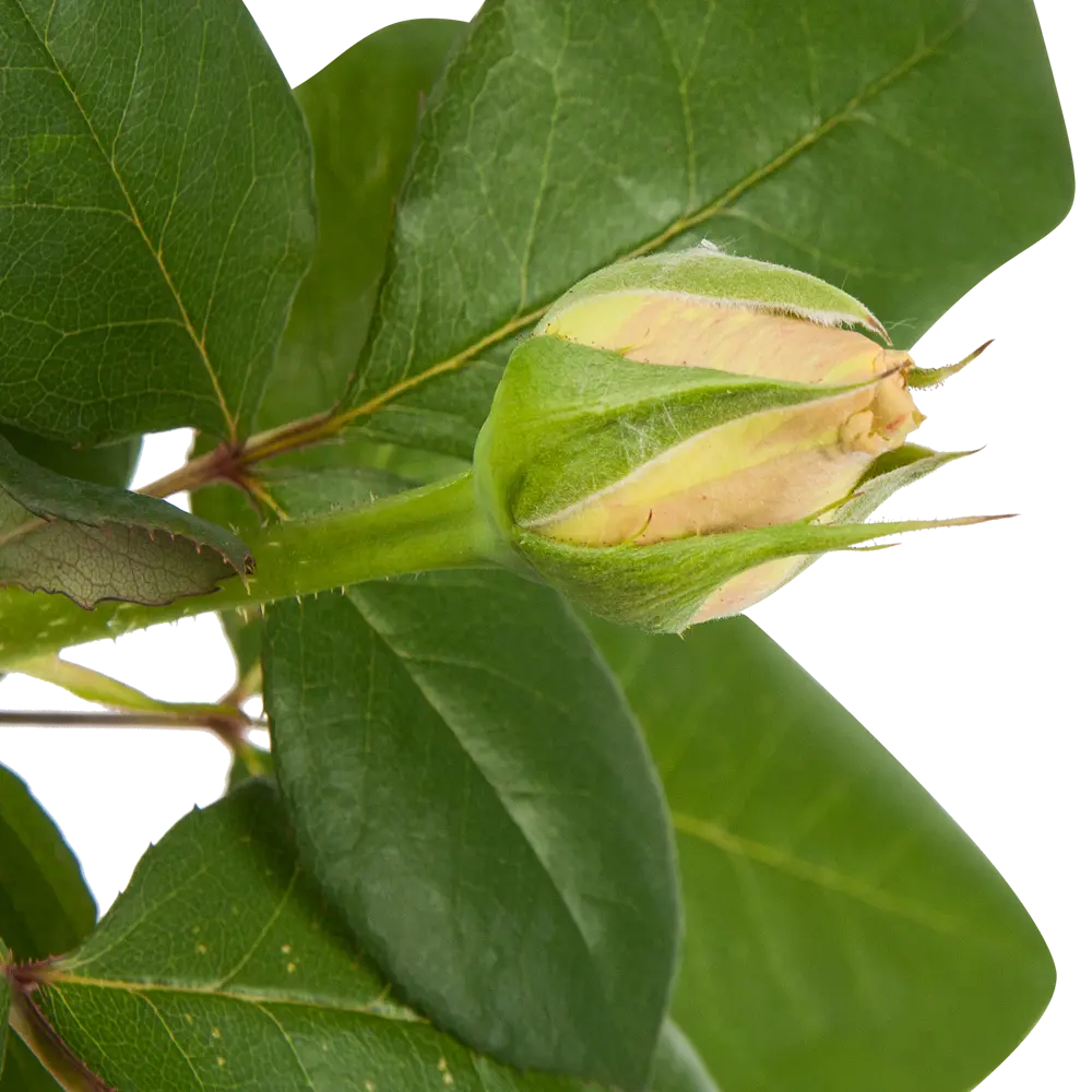 Роза чайно-гибридная жёлтая 15x55 см PLANTMARKET STLM-2084769 - Вид №1