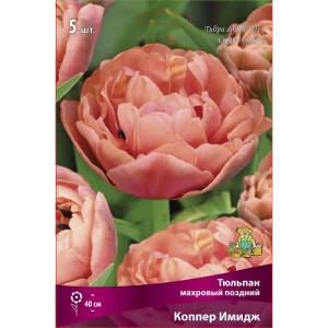 Тюльпан махровый поздний Коппер Имидж 11/12, 5 шт.
