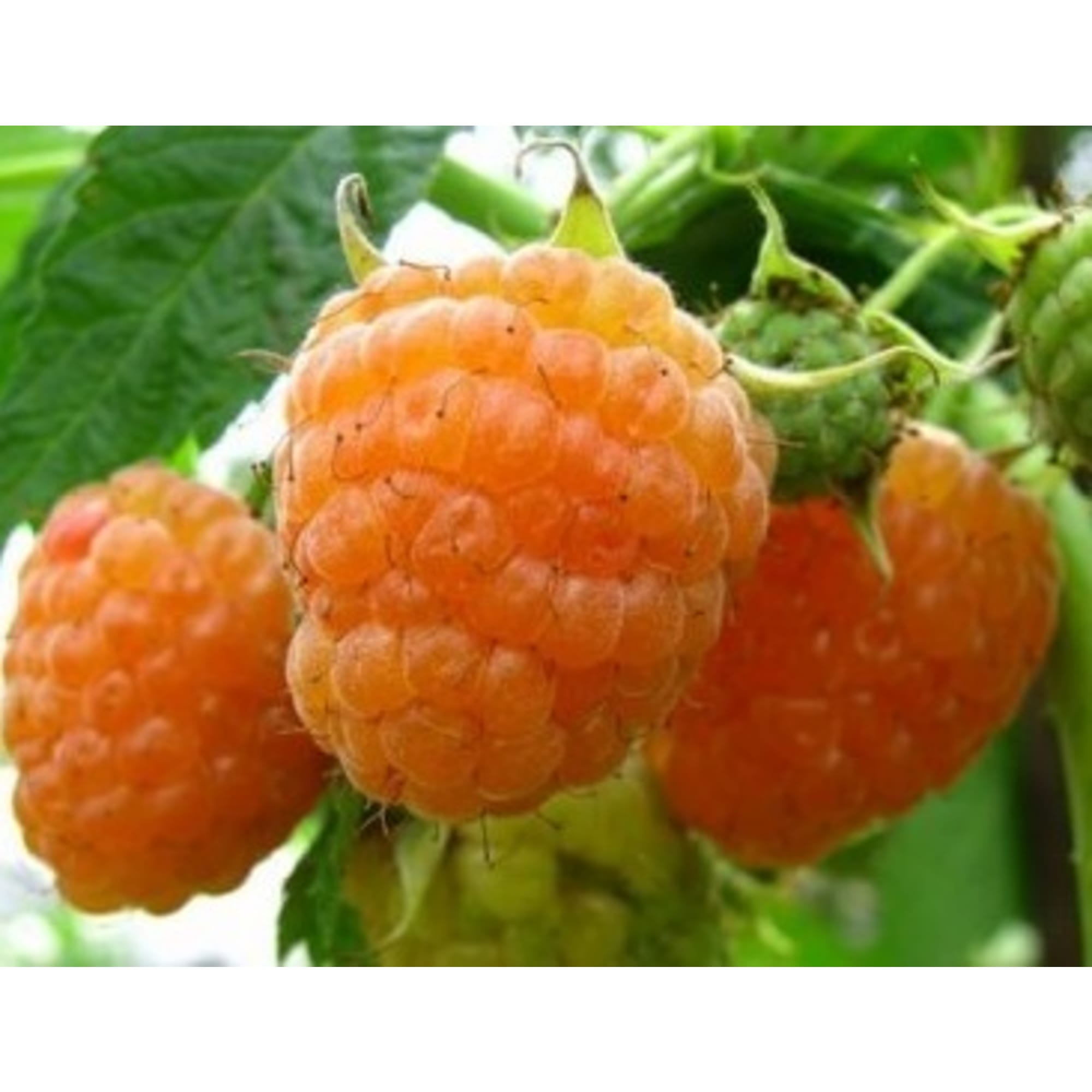 82597104 Малина «Беглянка» C2 высота 40 см Santreyd 