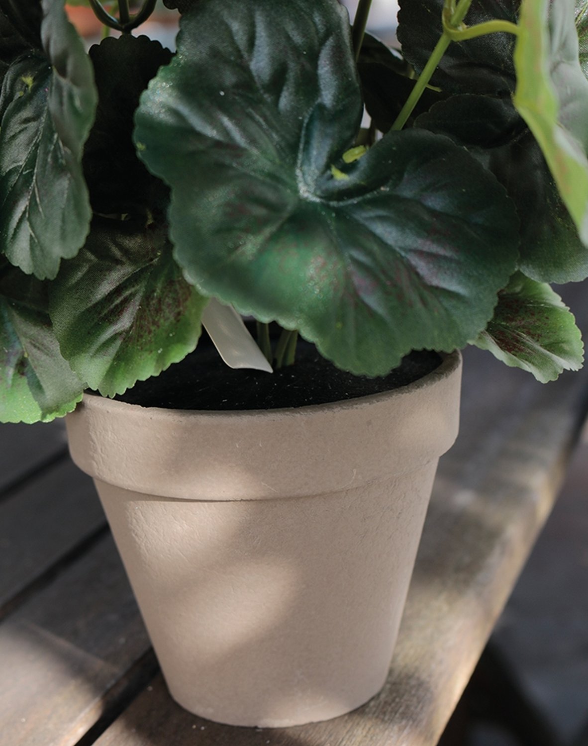 9716 553 a3 Герань шелковая, горшечная, 33 см, абрикос H-andreas  - Вид №1