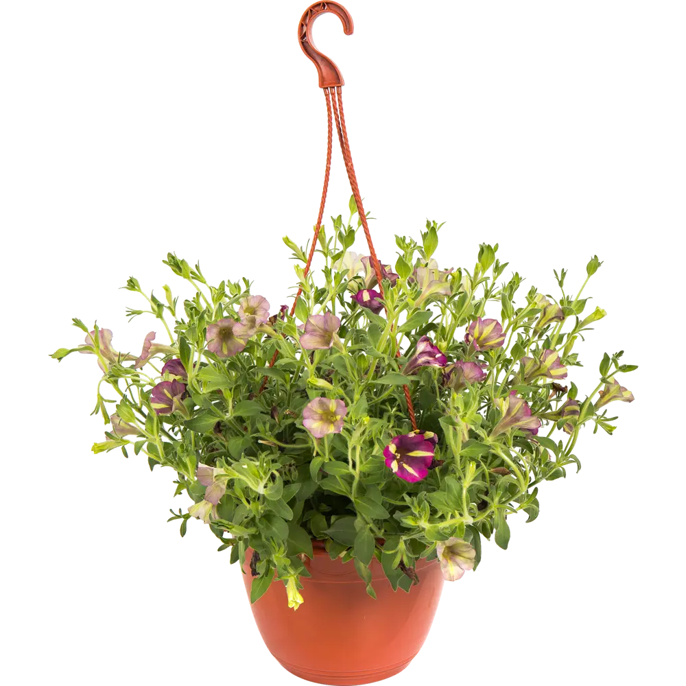 Santreyd Петуния ампельная для кашпо и сада 82649996 STLM-0032835