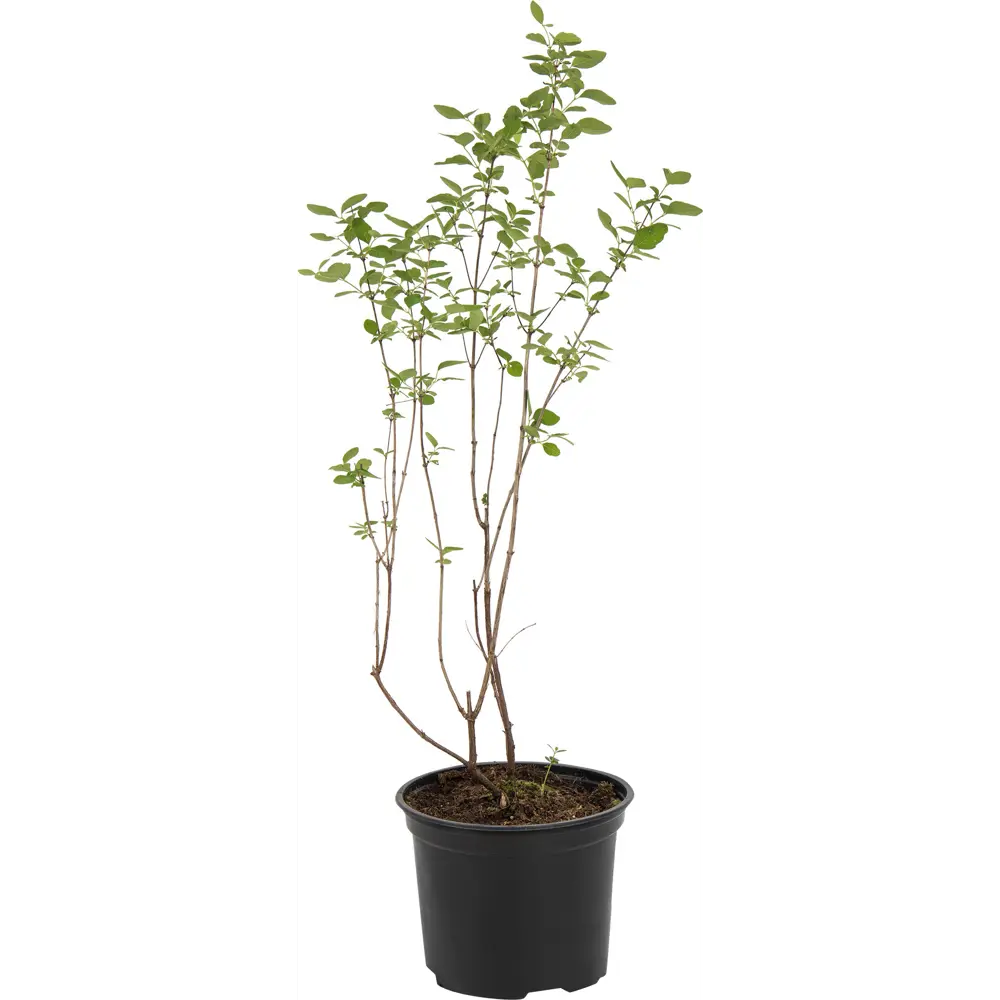 Снежноягодник Доренбоза Вайт Хедж ø15 h60 см 84828816 STLM-2195852 PLANTMARKET 
