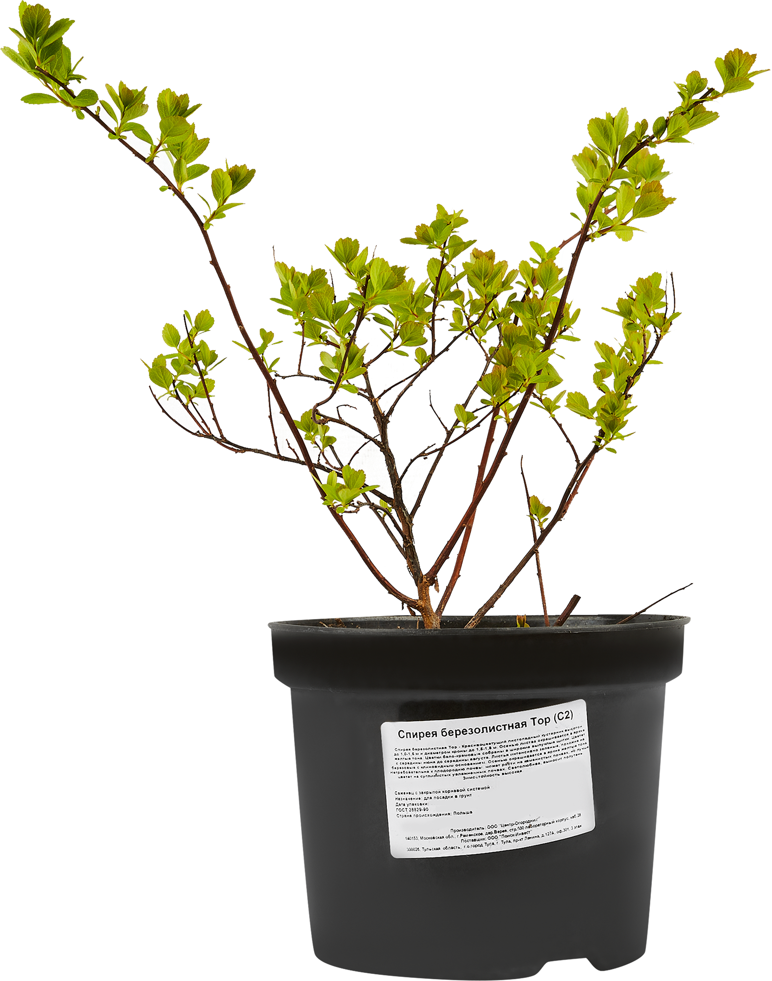 Саженец Спирея березолистная - многолетний цветущий кустарник 84815590 Santreyd STLM-0055572 - Вид №1