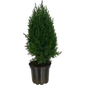 Можжевельник Стрикта Santreyd - вечнозеленый хвойный акцент для сада 82219027