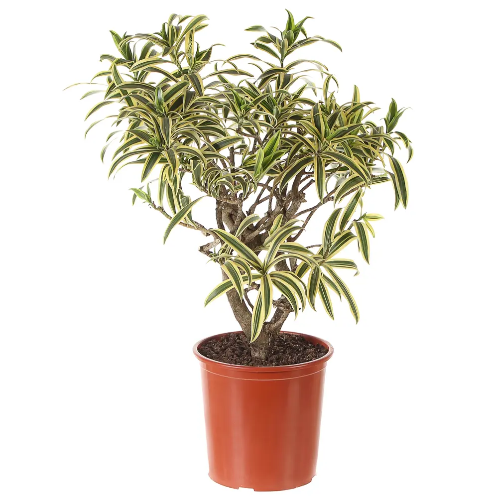 Драцена «Сонг оф Индия» 27x95 см 18475418 STLM-2030964 Santreyd 