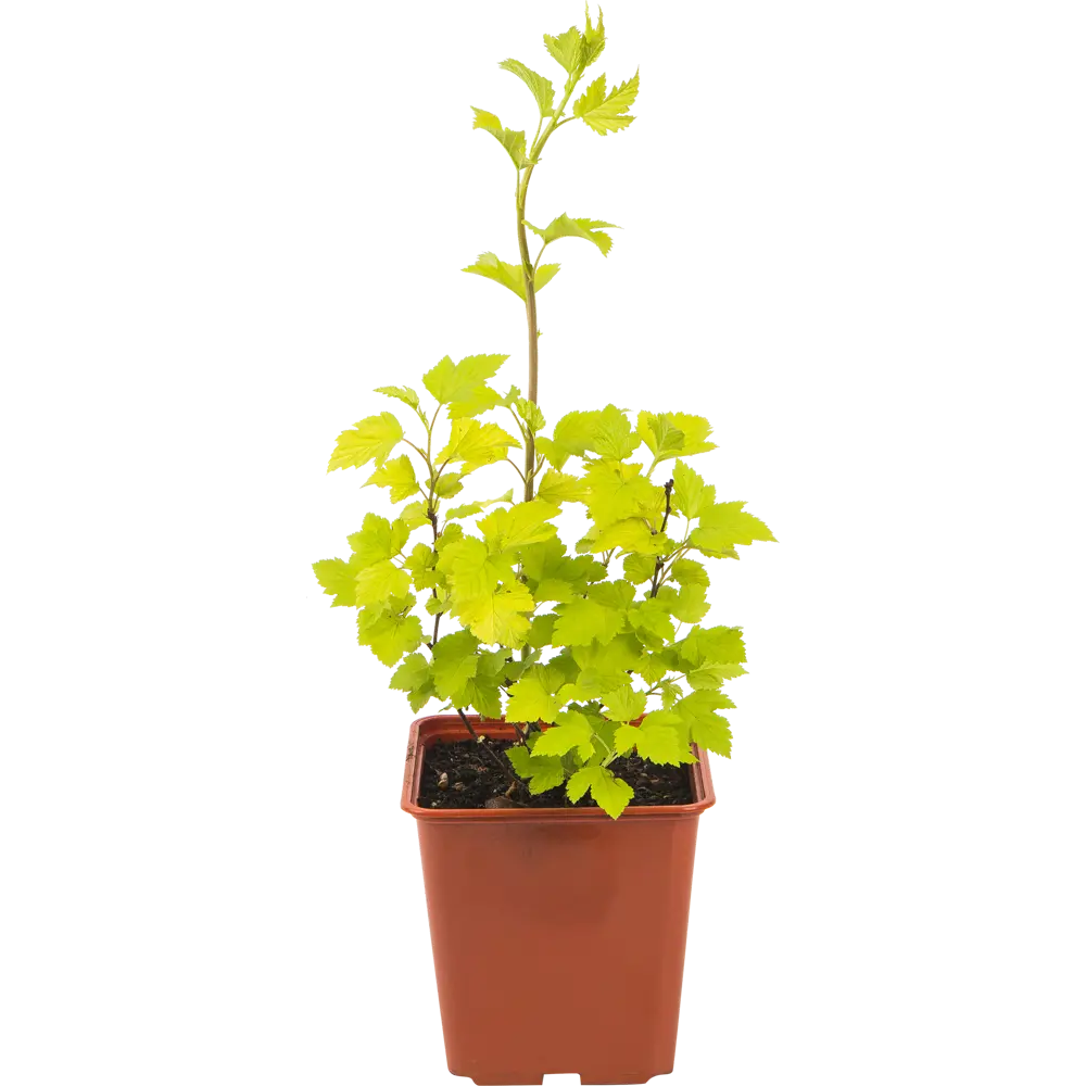 Santreyd Пузыреплодник калинолистный - декоративный кустарник для живой изгороди 82560421 STLM-0960637