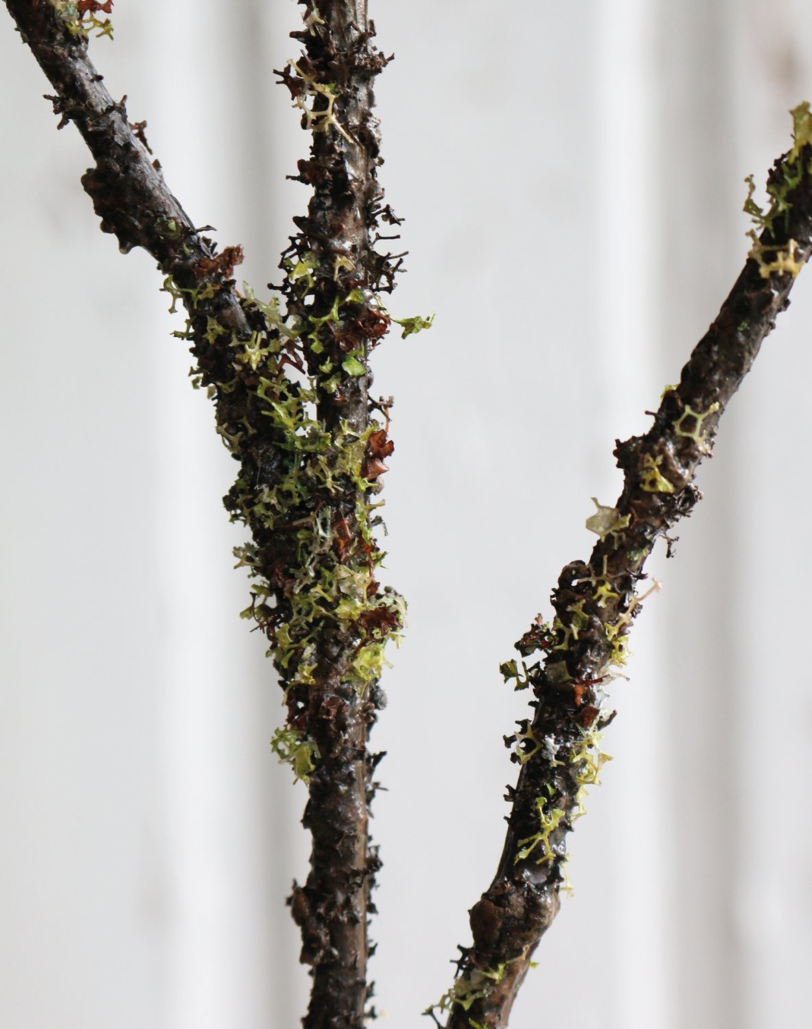 1790 883 a3 Лиственница ложная кустовая с шишками, 84 см, зеленая H-andreas 