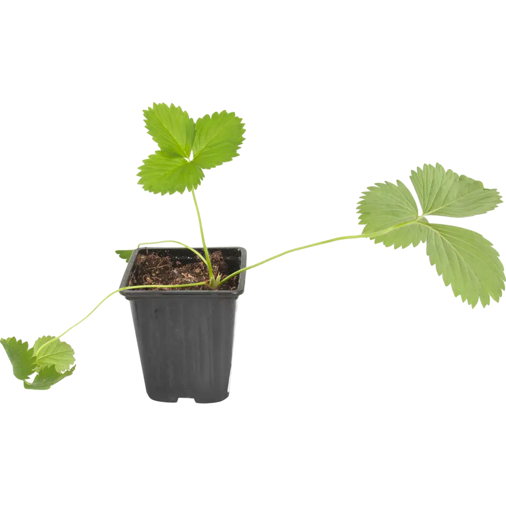 Земляника садовая «Шарлотта» 9x15 см 82625409 STLM-2108512 PLANTMARKET 