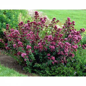 82585489 Тимьян в кассете, 6 шт.