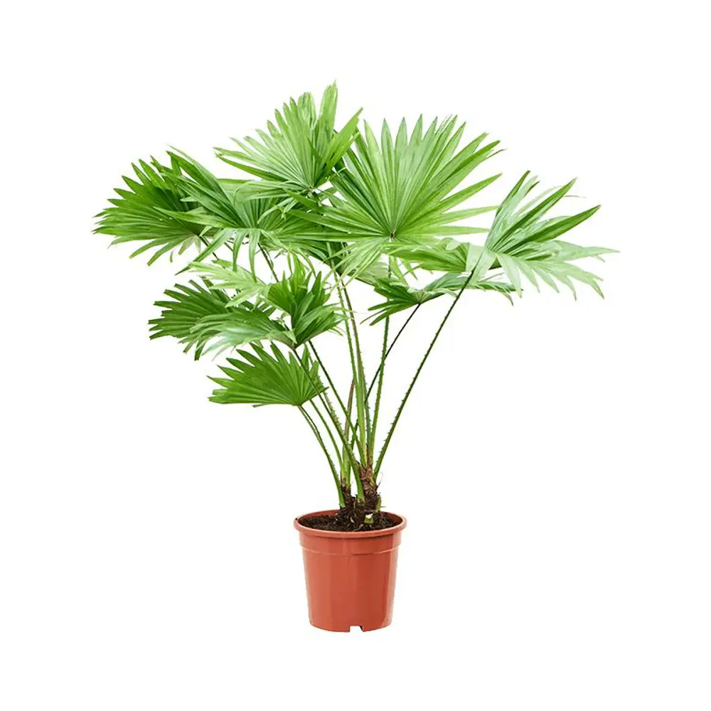 Santreyd Пальма Ливистона круглолистная с веерными листьями 89395279 STLM-1379148