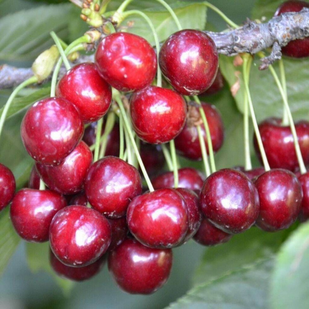 Черешня клоновый подвой Santreyd — саженец для богатого урожая 87811901