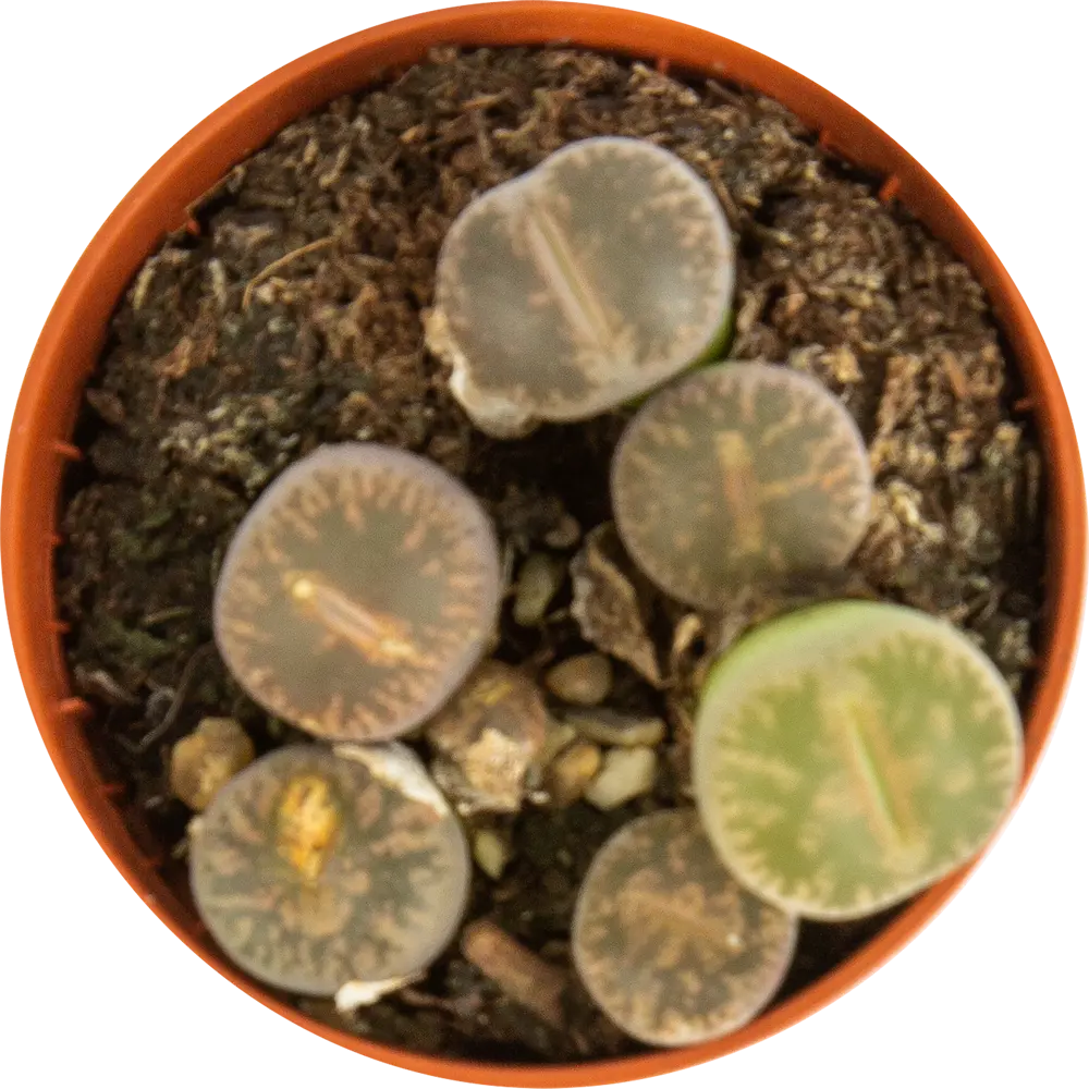 Santreyd Литопс — живой камень для интерьера 82580123 STLM-0030566 - Вид №1