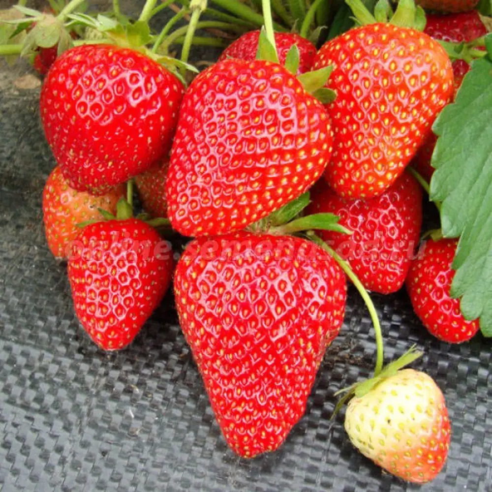 Земляника Вима Рина ø9 h15 см 84834867 STLM-2160194 PLANTMARKET 